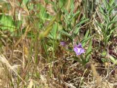 Scutellaria siphocampyloides