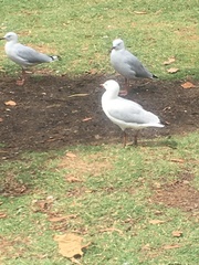 Chroicocephalus novaehollandiae novaehollandiae