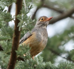 Turdus tephronotus