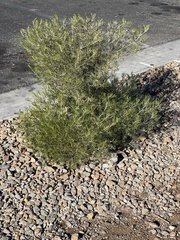 Tracheophyta
