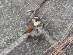 Turdus eunomus