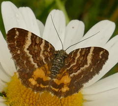 Chrysolarentia polycarpa