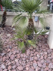 Arecaceae