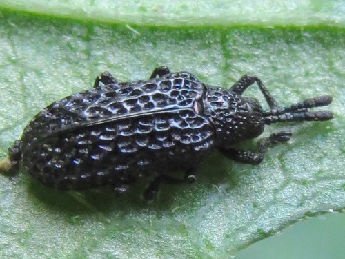Microrhopala excavata photo 2