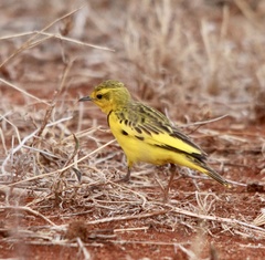 Tmetothylacus tenellus