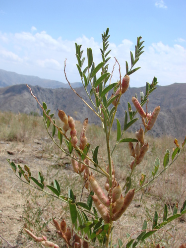 Glycyrrhiza glabra iNat (1)
