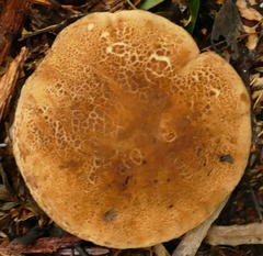 Phylloporus clelandii