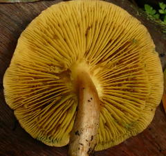 Phylloporus clelandii
