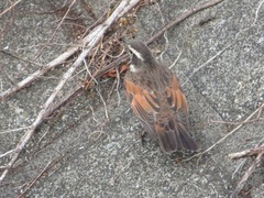 Turdus eunomus