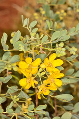 Senna ferraria