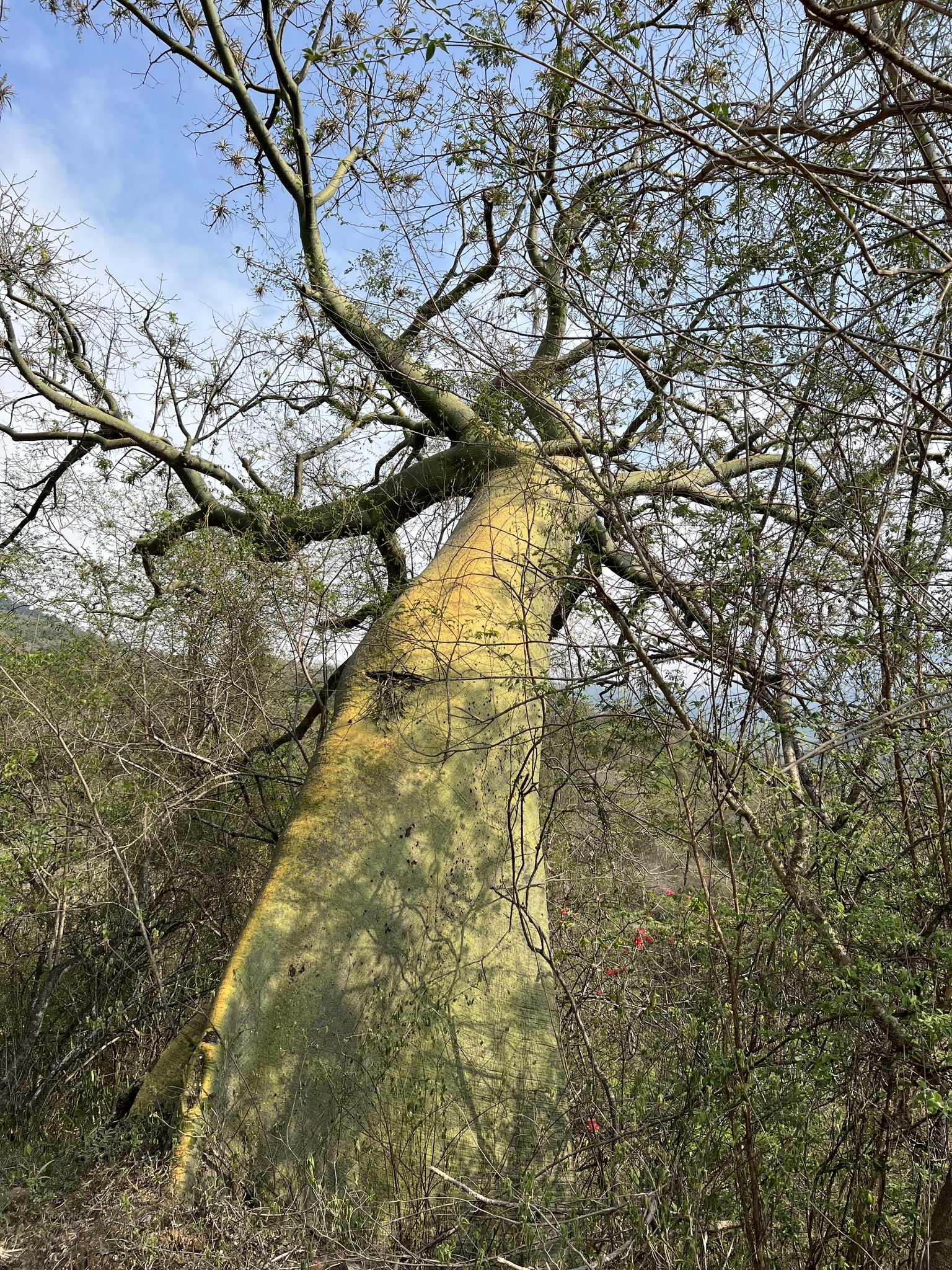 Ceiba image