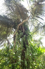 Arenga pinnata