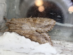 Ichneutica mollis