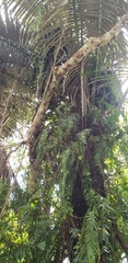 Arenga pinnata