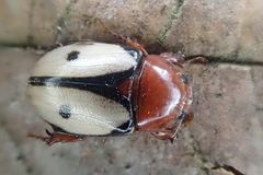 Cyclocephala paraflora