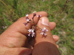 Verbena montevidensis