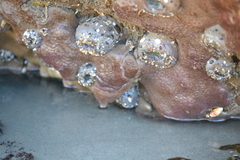 Eudistoma psammion
