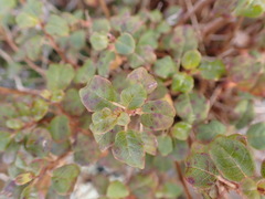 Fuchsia perscandens