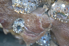 Eudistoma psammion