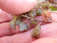 Fuchsia perscandens