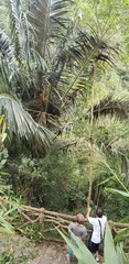 Arenga pinnata
