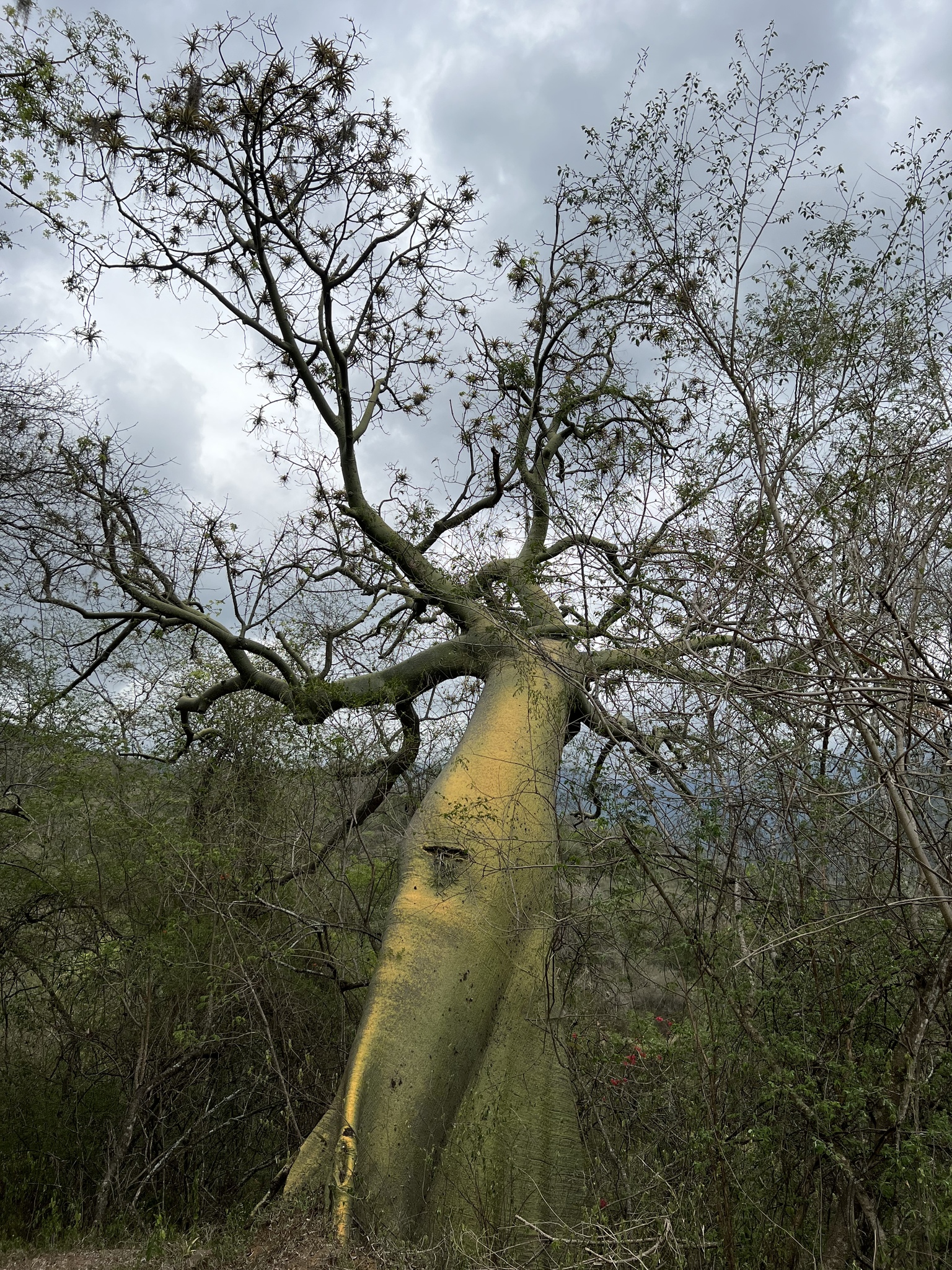 Ceiba image