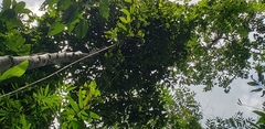 Polyalthia laui