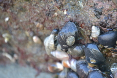 Nucella emarginata