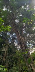 Polyalthia laui
