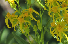 Senecio serra