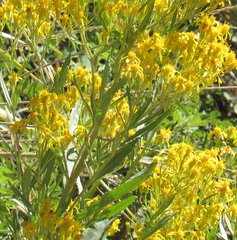 Senecio serra