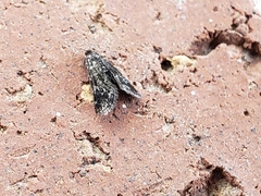 Elophila tinealis