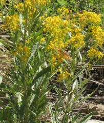 Senecio serra