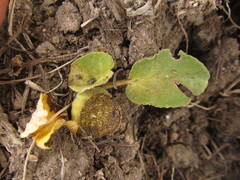 Dorstenia brasiliensis