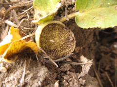Dorstenia brasiliensis