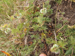 Tragia pinnata