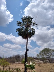 Copernicia prunifera