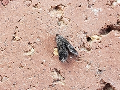 Elophila tinealis