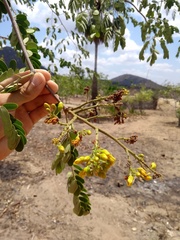 Libidibia ferrea ferrea
