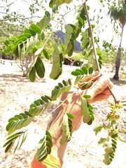 Libidibia ferrea ferrea