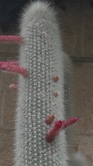 Cleistocactus strausii