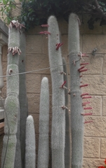Cleistocactus strausii
