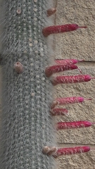 Cleistocactus strausii