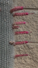 Cleistocactus strausii