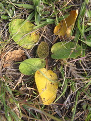 Dorstenia brasiliensis