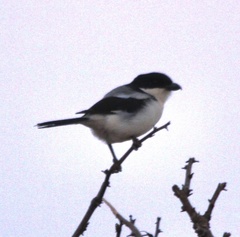 Lanius dorsalis