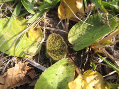 Dorstenia brasiliensis