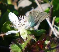 Callophrys viridis