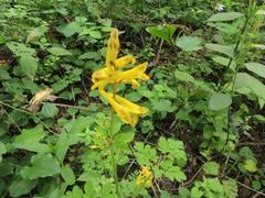 Corydalis ochotensis
