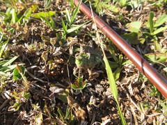 Spathalium audouinii